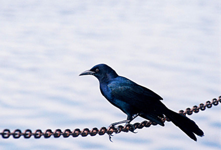 [All black bird perched on a sagging chain.]